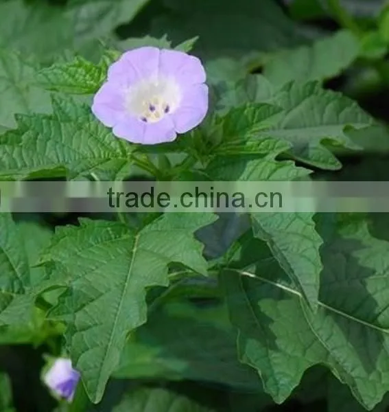 Appile -of - Peru , Nicandra, Flower Seeds , Herb Seed,vegetalbe Seed,fruit Seed,grass Seed