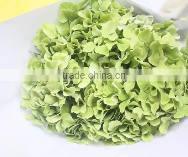 Fragrant Aroma Hot-sale Hydrangea Flower photo-2