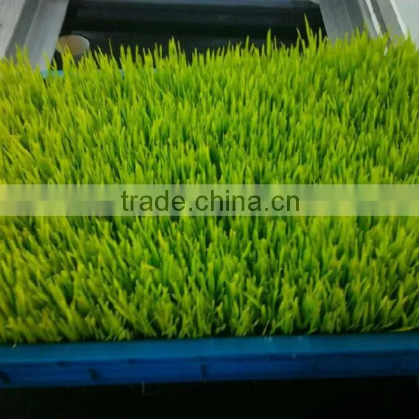 Seedling Planting Machine/oat Sprout Machine/ Wheat Sprout Machine photo-5