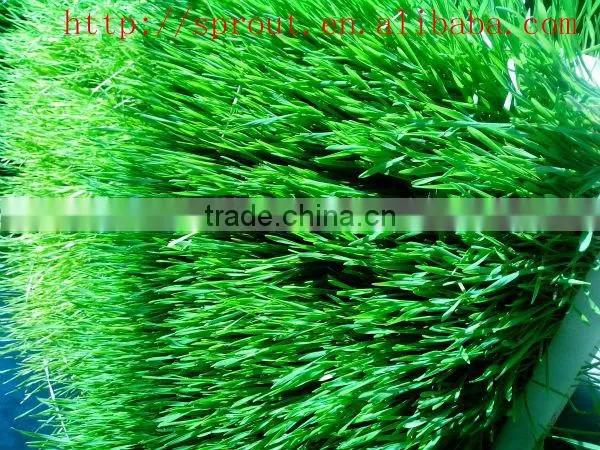 Hot Selling Automatic Barley Sprouting Machine China photo-3