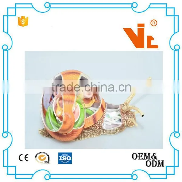V-AM055 4D MASTER Snail Specimens Anatomical Model photo-2