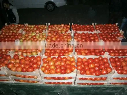 Fresh Tomato photo-3