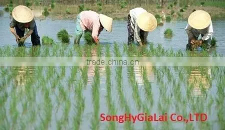 RICE 25% BROKEN photo-2