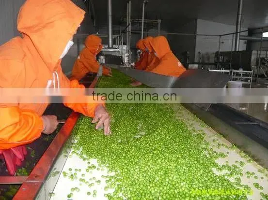 IQF Green Pea photo-6