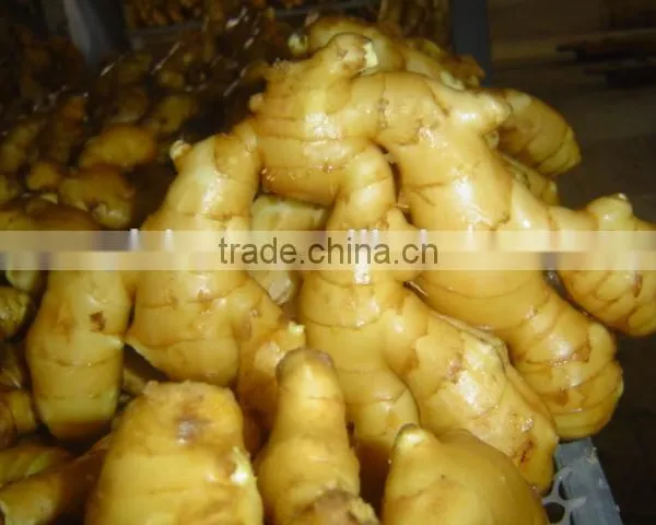Fresh Washed Ginger photo-6