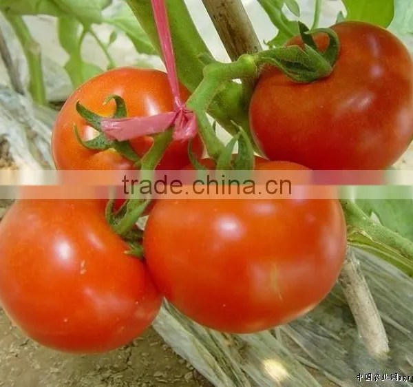 PP Tape Material Twisted Agricultural Baler Twine Ball photo-3