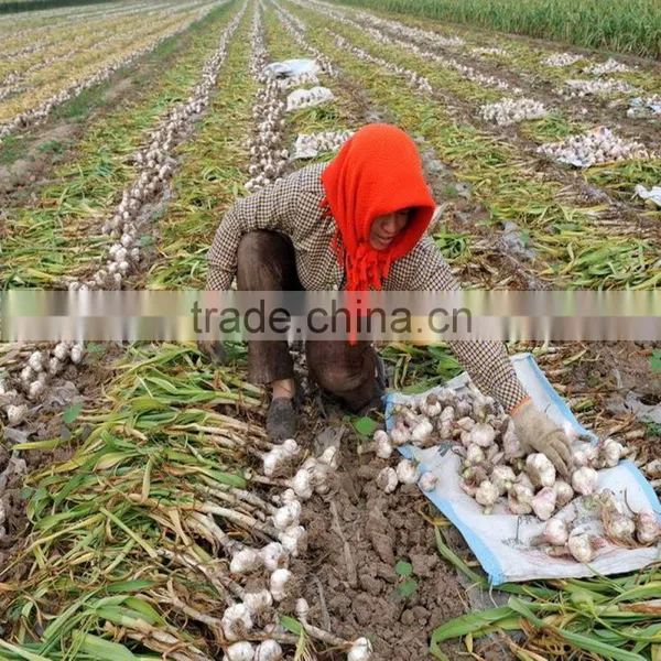 Farm Machinery Hand Planter for Garlic photo-3