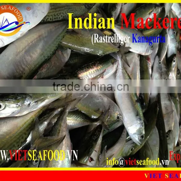 W/R FROZEN INDIAN MACKEREL photo-6