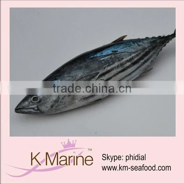 Frozen Sea Tuna Fish Skipjack