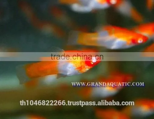 Santa Swordtail Fish Farm - Tropical Fish For Sale photo-2