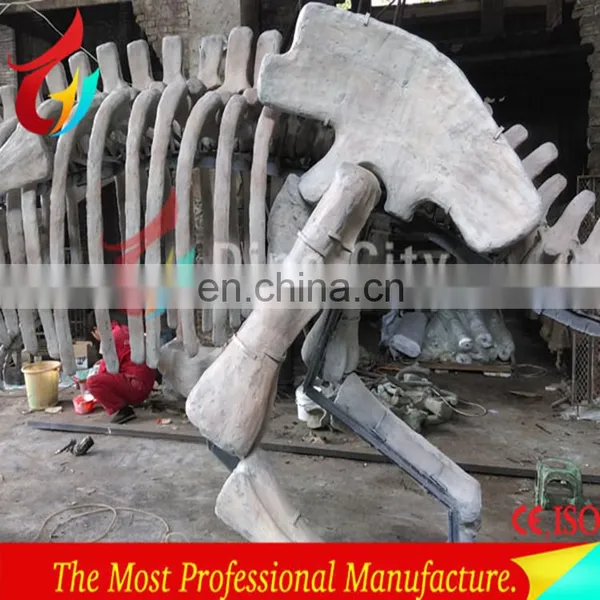 Indoor Display Fiberglass Life Size Dinosaur Skeleton photo-2