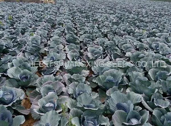 Heat Resistant f1 Hybrid Cabbage Seeds photo-5