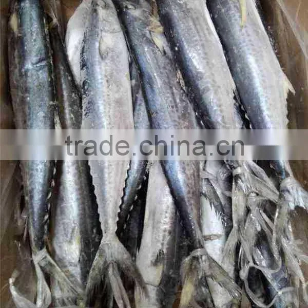 Frozen Whole Round Spanish Mackerel (scomberomorus Niphonius) photo-4