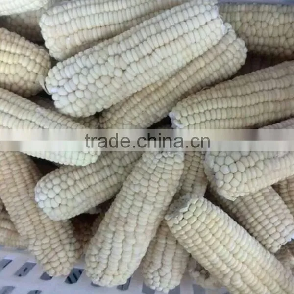 Non-gmo IQF Whole White Sweet Corn and Cob photo-2