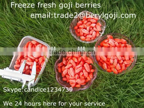 IQF Goji Fruit photo-2
