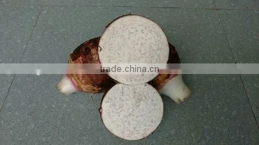 Vietnam Fresh Taro With Best Price and Good Quality photo-3