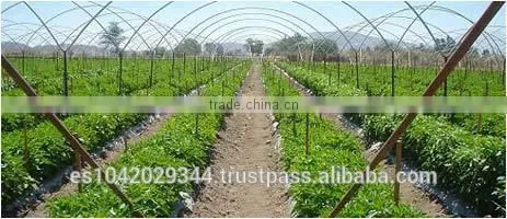 Versatile Tropical Greenhouses for NFT, Hydroponics and Drip Irrigation photo-5