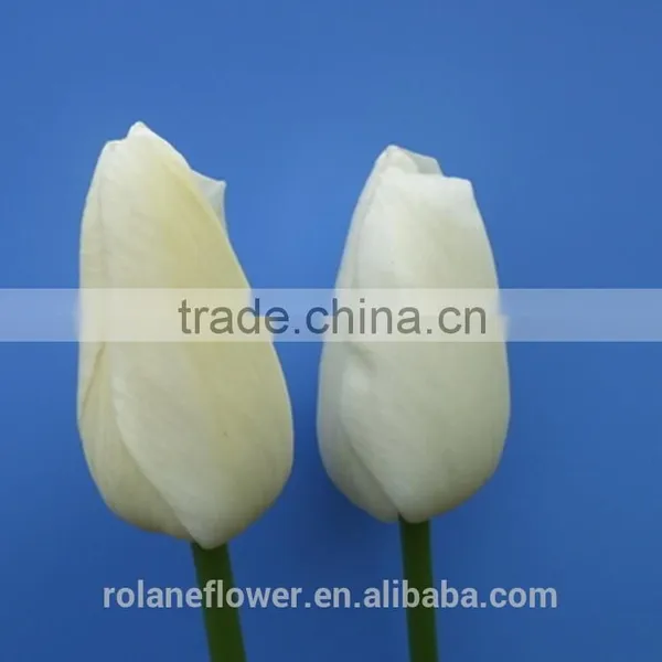 Hot Selling Cut Fresh Flower White Tulip Bulbs to Export photo-5