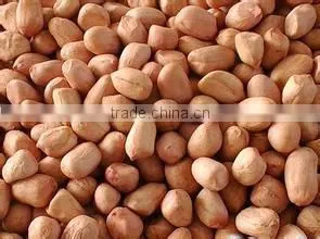 China Dried Peanut Kernel Baisha photo-2