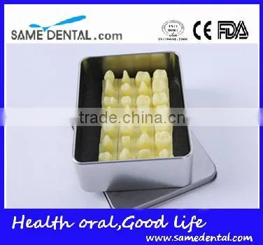 Dental Models 1.2 Times the Tooth Model School Education Teaching photo-3