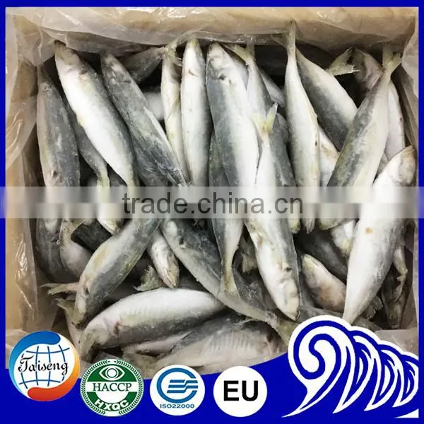 Top Quality Iqf Round Scad Fish Products For Marketing photo-5