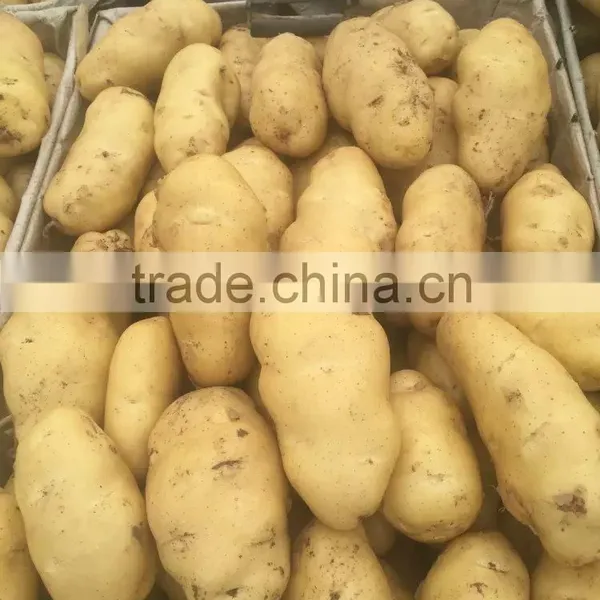 Yellow Potato photo-6
