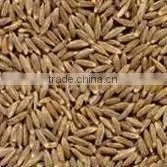 Cumin Seeds