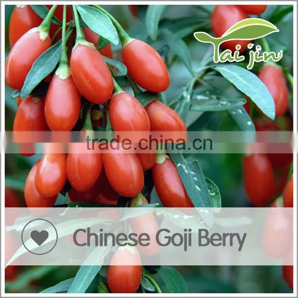Conventional Wolfberry photo-4