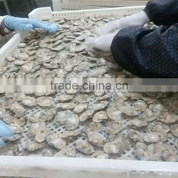 Clam Variety Frozen Half-shell Short Necked Clam photo-3