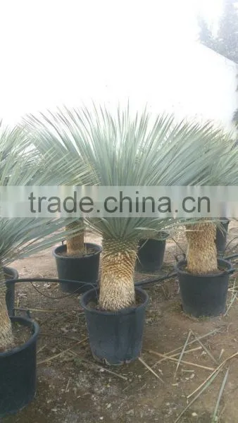 Yucca Rostrata photo-4