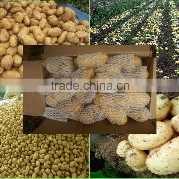 Garlic Sprouts/Garlic Scap/ Garlic Liver Moss photo-5
