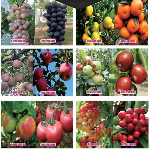 Factory Price Auxin S-abscisic Acid S-ABA 90%TC Plant Growth Regulator photo-2
