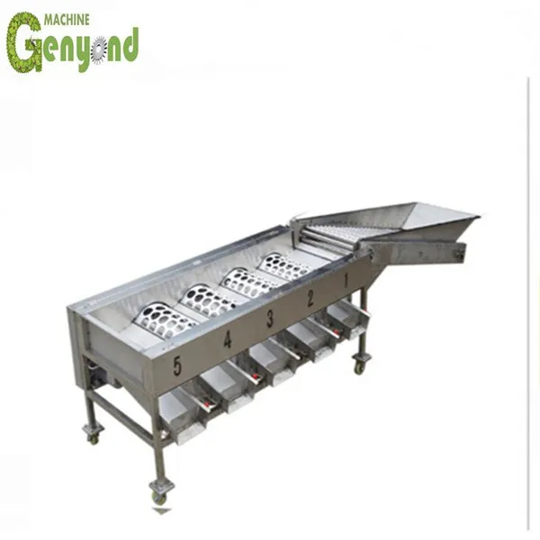Shanghai Date Olive Size Grading Machine for Fruit & Vegetable Processing photo-6