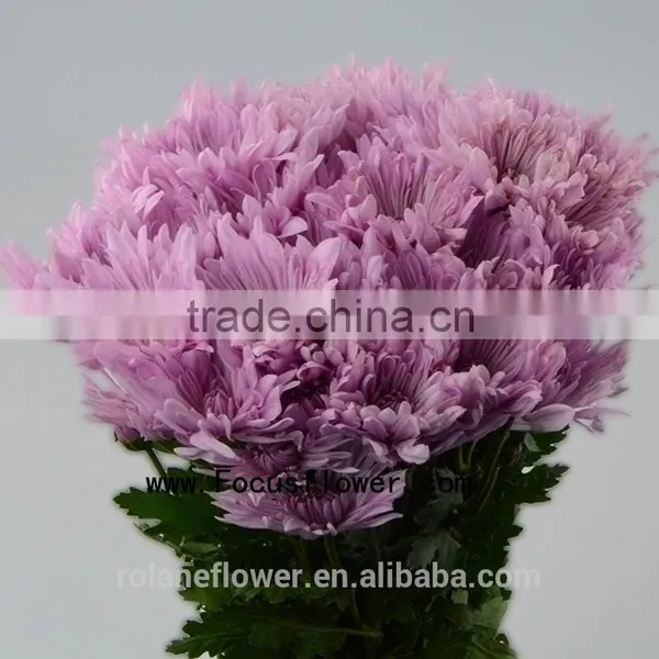 For Christmas Decoration Chrysanthemum Plant With 10 Stems/Bundle Autumn Chrysanthemum Flower With 0.5kg/Bundle Chrysanthemum Pi photo-5
