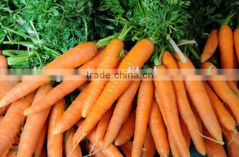 Supply Fresh Carrot With Good Quality for Sale photo-6