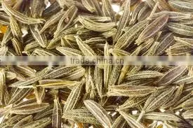 Bunium Persicum (cumin) photo-5