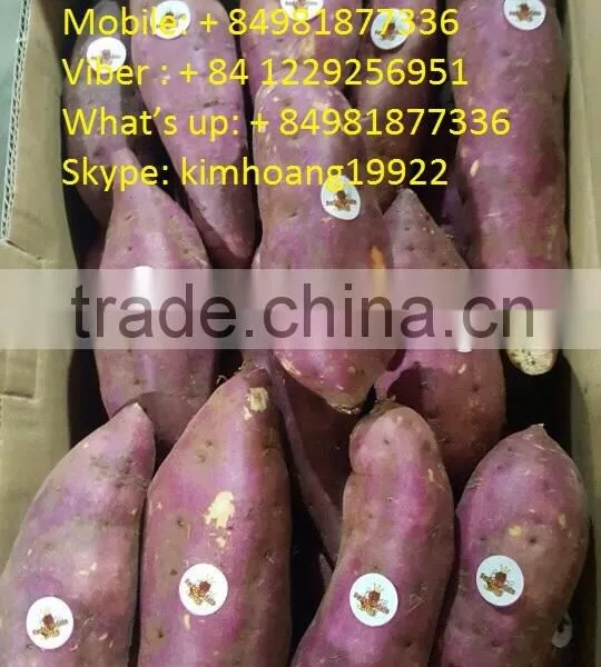 Export Fresh Sweet Potato for All Market photo-2