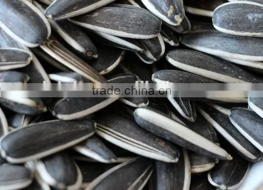 High Quality Sunflower Seed photo-2