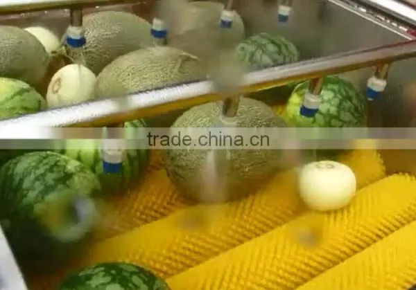 Full Automatic Industrial Vegetable And Fruit Washing Washer and Drying Dryer Machine photo-4