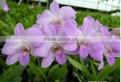 Dendrobium Hybrids Orchid Flower Fresh Dendrobium