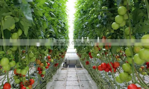 Polycarbonate Sheet Greenhouse photo-2