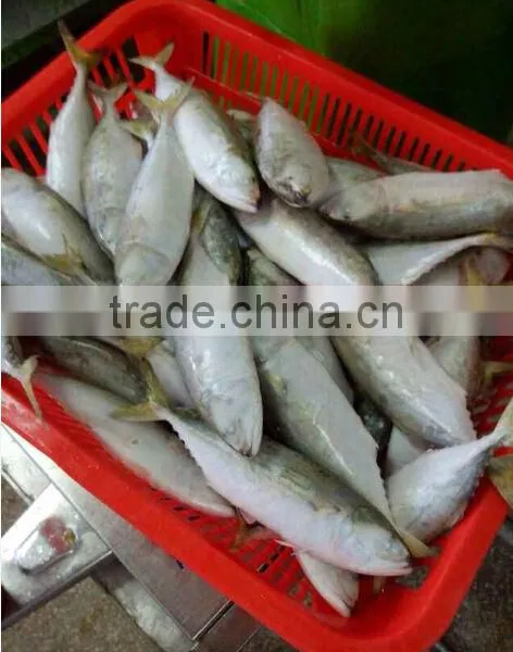 for Canned Food of Indian Mackerel
