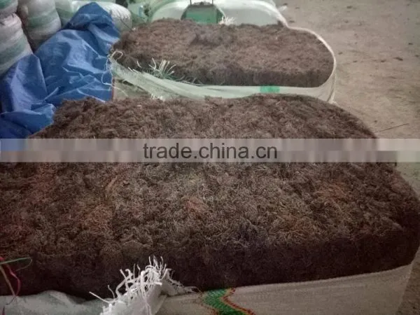 Gracilaria Seaweeds photo-5
