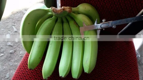 FRESH BANANA photo-4