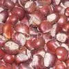 Chestnut
