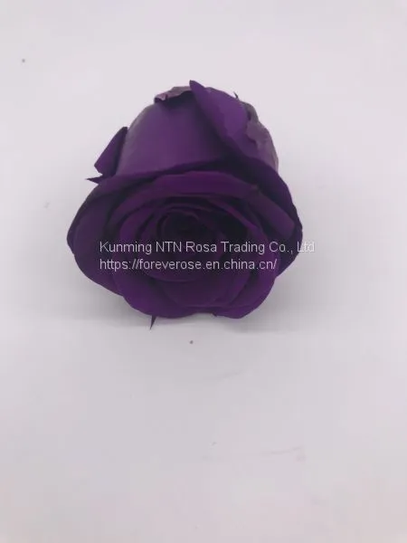 Preserved Fresh Roses Flower for Home Decoration photo-2