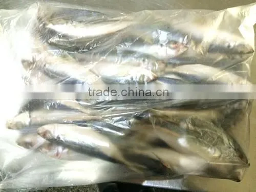 Landding Frozen Horse Mackerels for Bait photo-3