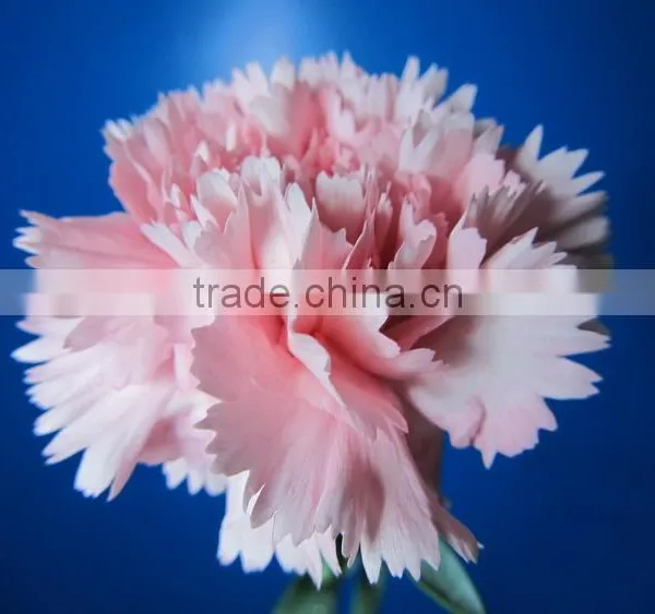 Exquisite Factory Direct Flower Head Carnation photo-2