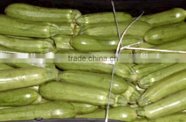 Zucchini photo-3
