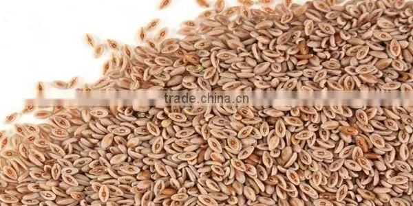 Psyllium Seed Husk